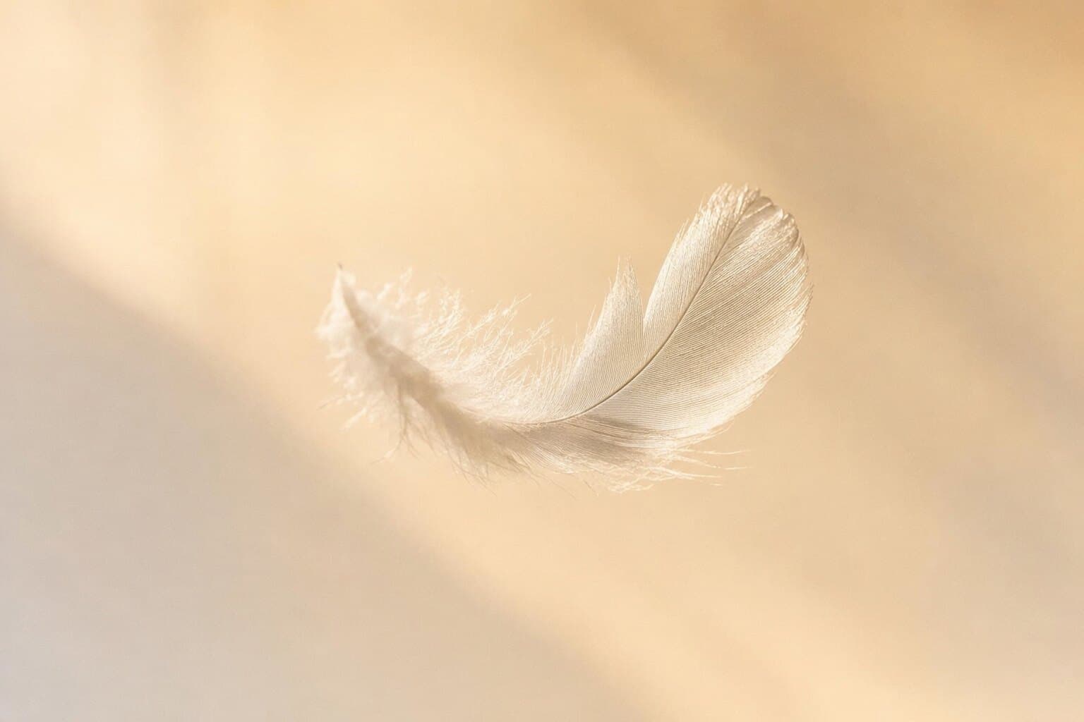 Feder im warmen Licht