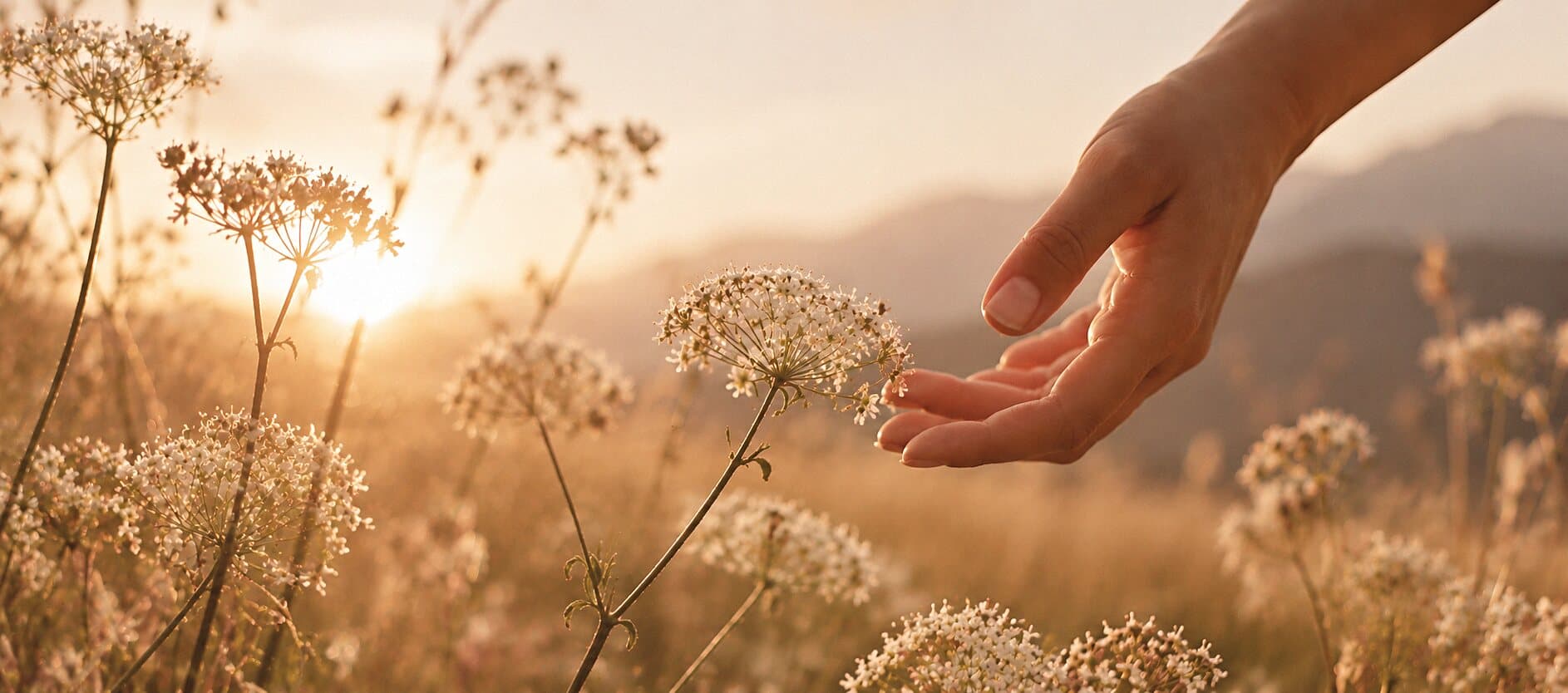 Hand berührt Wiesenblumen im Abendlicht